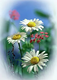 Oxeye: Ox-eye Daisies