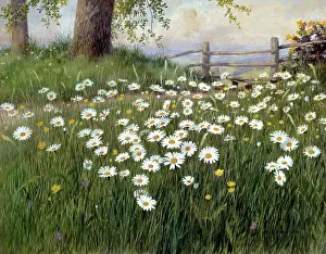 Buttercup: Ox-eye Daisies ? with buttercups etc