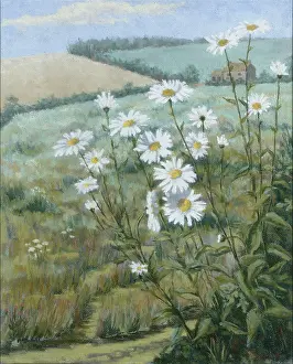 Hazlewood: Ox-eye Daisies in a Landscape