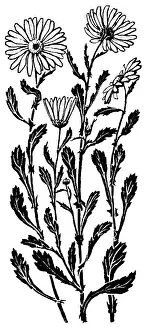 Lilley: Ox-Eye Daisy