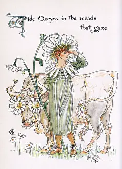 Chrysanthemum: Ox-Eye Daisy