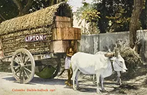 Chests: Ox-pulled wagon - Lipton Tea Company