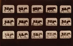Fifteen: Ox, running