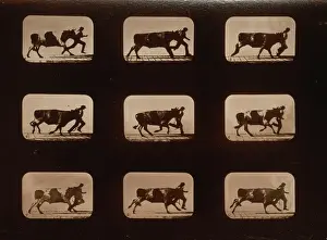 Consecutive: Ox, running, irregular