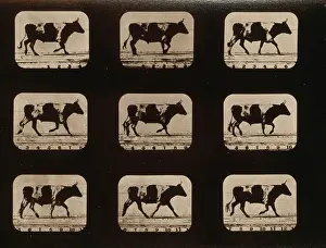 Consecutive: Ox, trotting