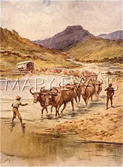 Veldt: OX WAGON SOUTH AFRICA