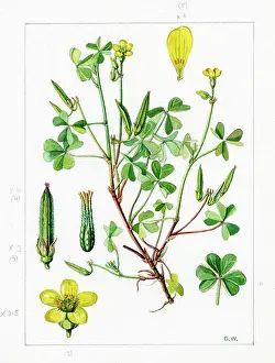 Gwen: Oxalis corniculata - creeping woodsorrel