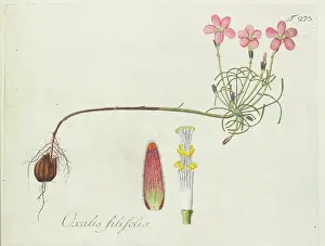 Oxalis: Oxalis filifolia