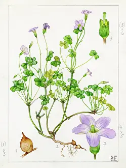 Oxalis: Oxalis incarnata - pale pink sorrel