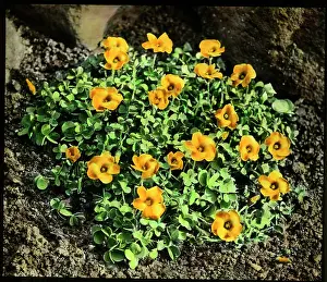 Oxalis: Oxalis Lobata or Perdicaria (Sorrel)