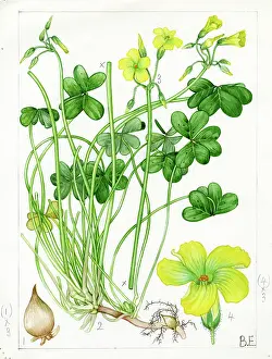 Scilly: Oxalis pes-caprae - Bermuda buttercup