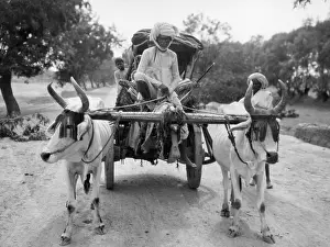 Oxcart: Oxcart in India, 1935
