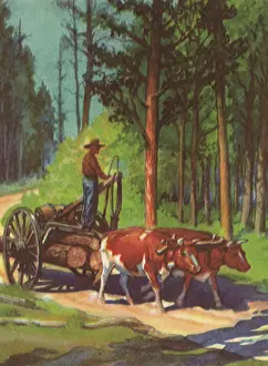 Hauling: Oxen Hauling Lumber