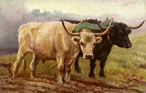 Plow: Oxen with Plow