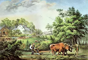 Plow: Oxen Plowing Fields