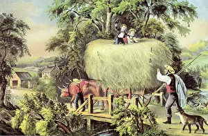 Hayride: Oxen Pulling Hayride
