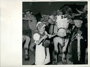 Badersfeld: Oxen race in Dachau, Germany