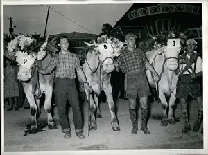 Badersfeld: Oxen race in Dachau, Germany