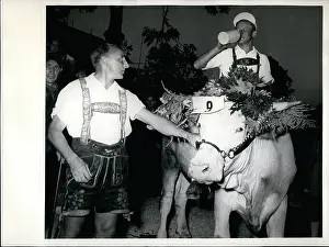 Herder: Oxen race in Dachau, Germany