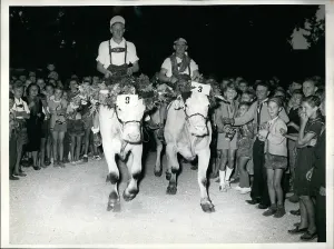 Herder: Oxen race in Dachau, Germany