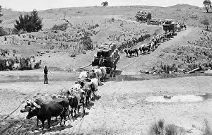 Compressed: Oxen taking compressed wool to railway station