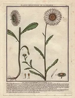 Oxeye: Oxeye daisy, Chrysanthemum leucanthemum