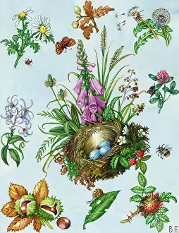 Chestnuts: oxeye daisy, old man's beard, chestnuts etc