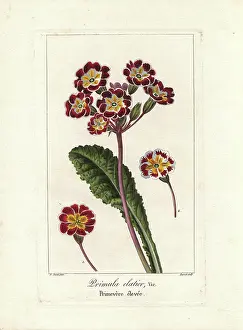 Elatior: Oxlip, Primula elatior