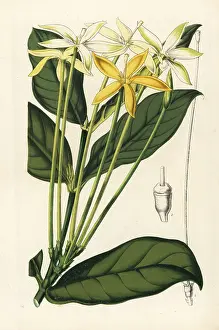 Serres: Oxyanthus tubiflorus