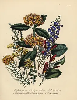 Latifolium: Oxylobium, brachysema and euchilus species
