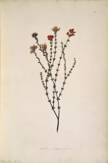 Polydore: Oxylobium cordifolium