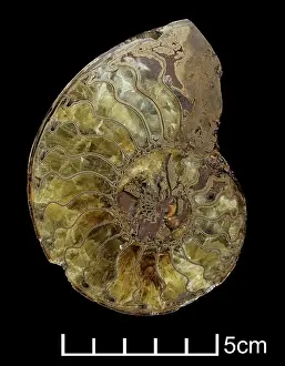 Coil: Oxynoticeras oxynotum, ammonite