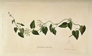 Gentianales: Oxypetalum banksii