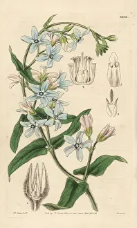 Changeable: Oxypetalum coeruleum