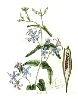 Maund: Oxypetalum coeruleum