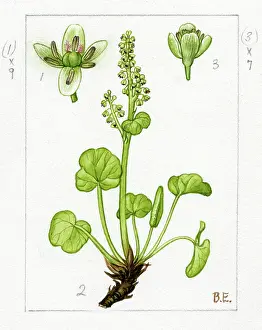 Altitudes: Oxyria digyna - mountain sorrel