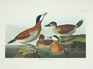 Jamaicensis: Oxyura jamaicensis, ruddy duck