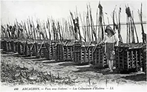 Arcachon: OYSTER BEDS, ARCACHON