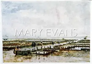 Mudflats: OYSTER BEDS/CANCALE