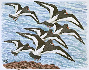 Catchers: Oyster Catchers