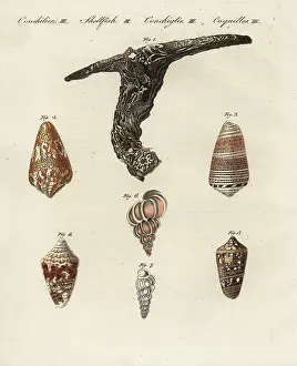 Conus: Oyster, cone and wentletrap shells