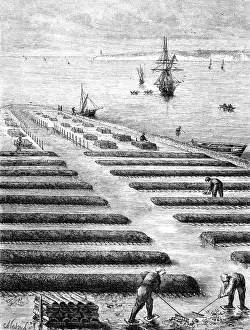 Aquaculture: Oyster farming industry