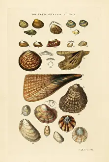Marshall And Co: Oyster, Ostrea vulgaris, pen shell, Pinna pectinata, etc