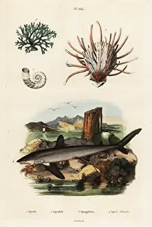 Du Casse: Oyster, seaweed and great white shark