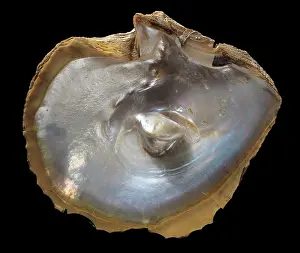 Birthstone: Oyster shell with pearl