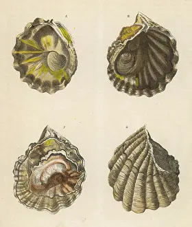 Ridges: Four oyster shells
