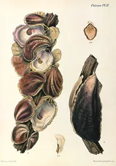 Elongated: Oyster Shells