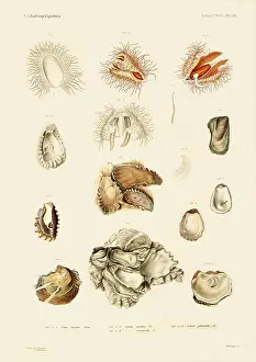 Seashell: Oyster Shells and Oysters