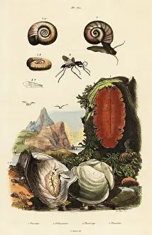 Du Casse: Oyster, spider wasp and snail