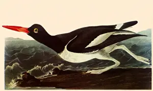 Haematopus: Oystercatcher
